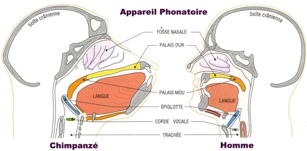 appareil phonatoire.jpg
